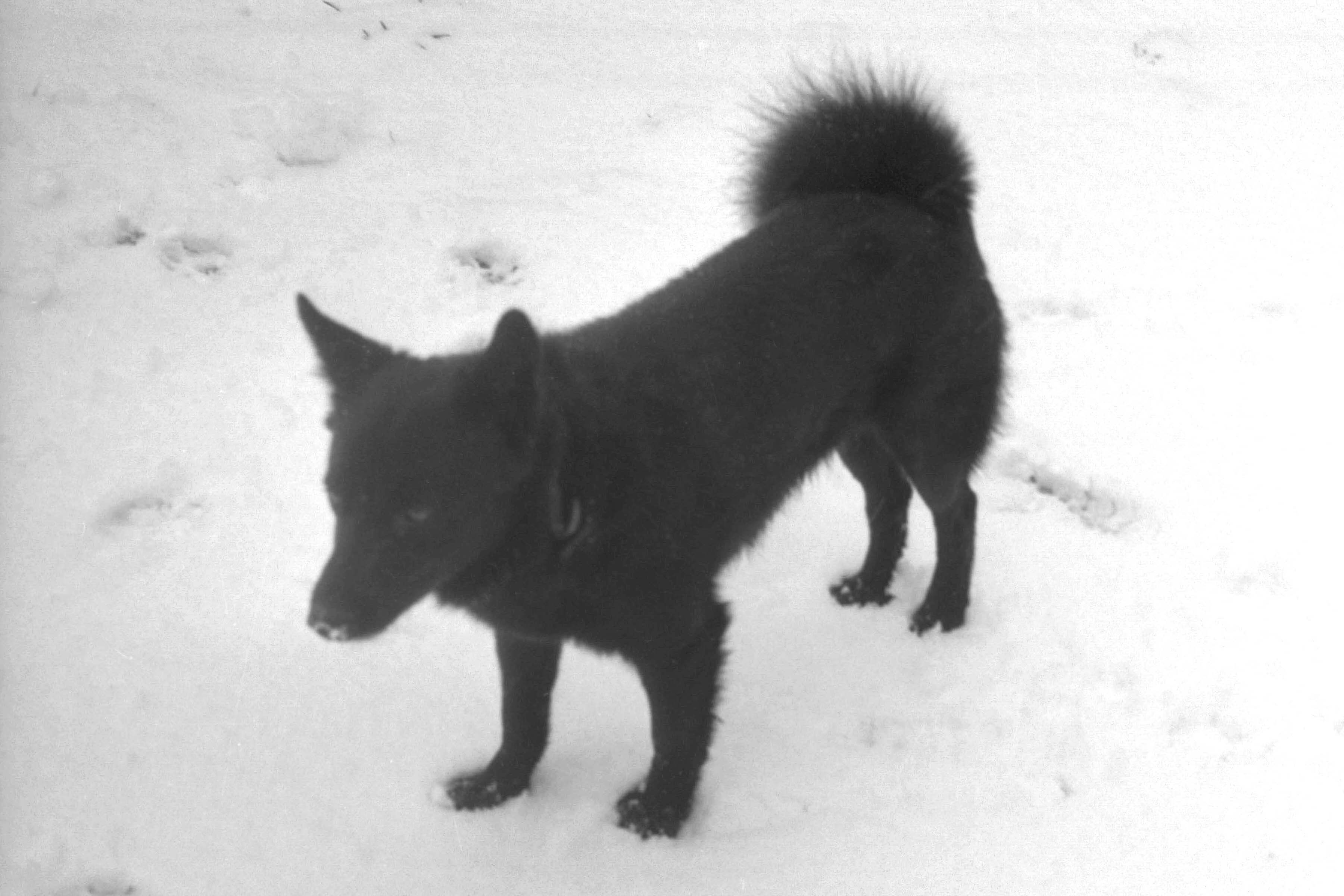 «Stilzl», der Heiligenhof-Hund