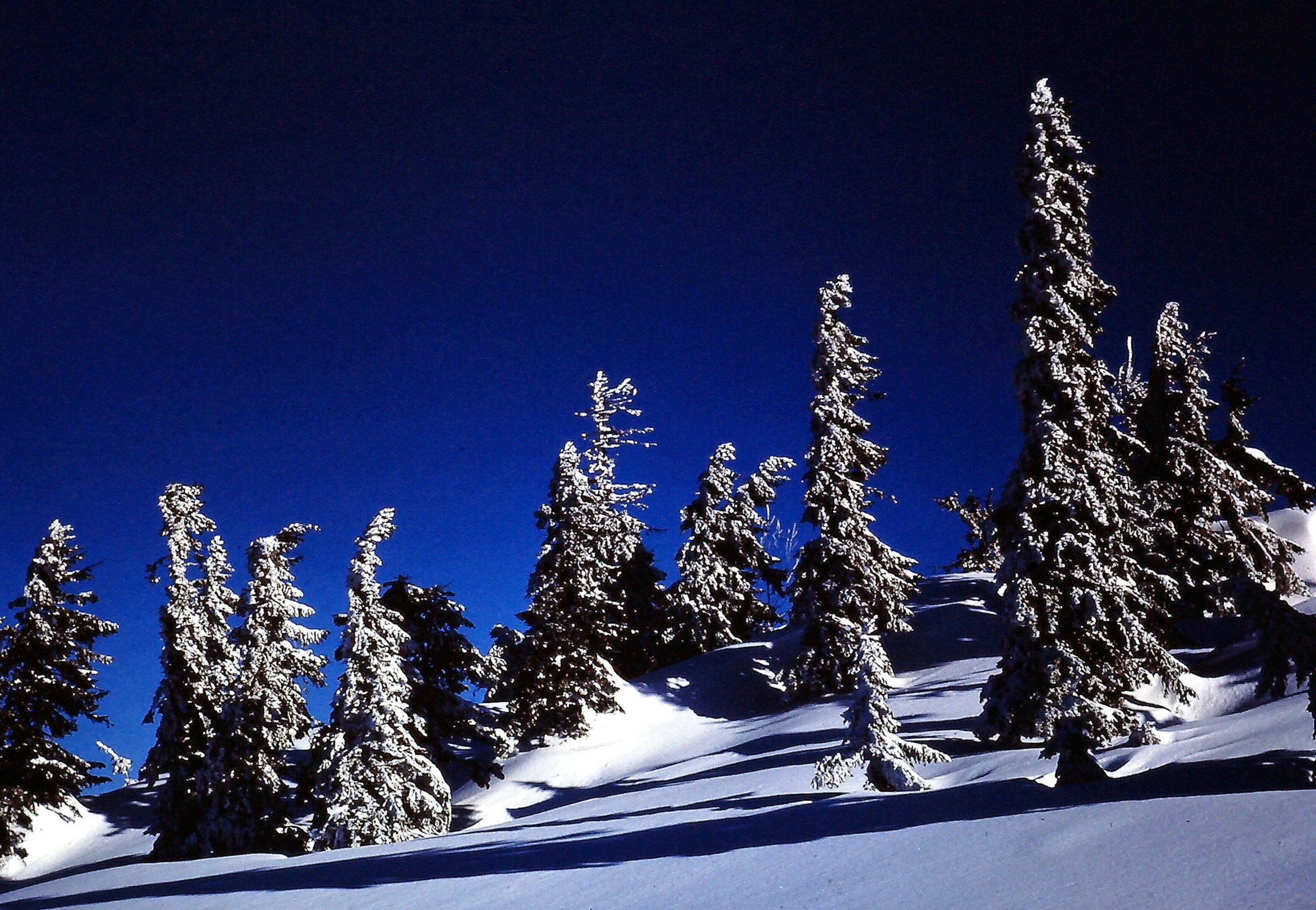 Bume im Schnee