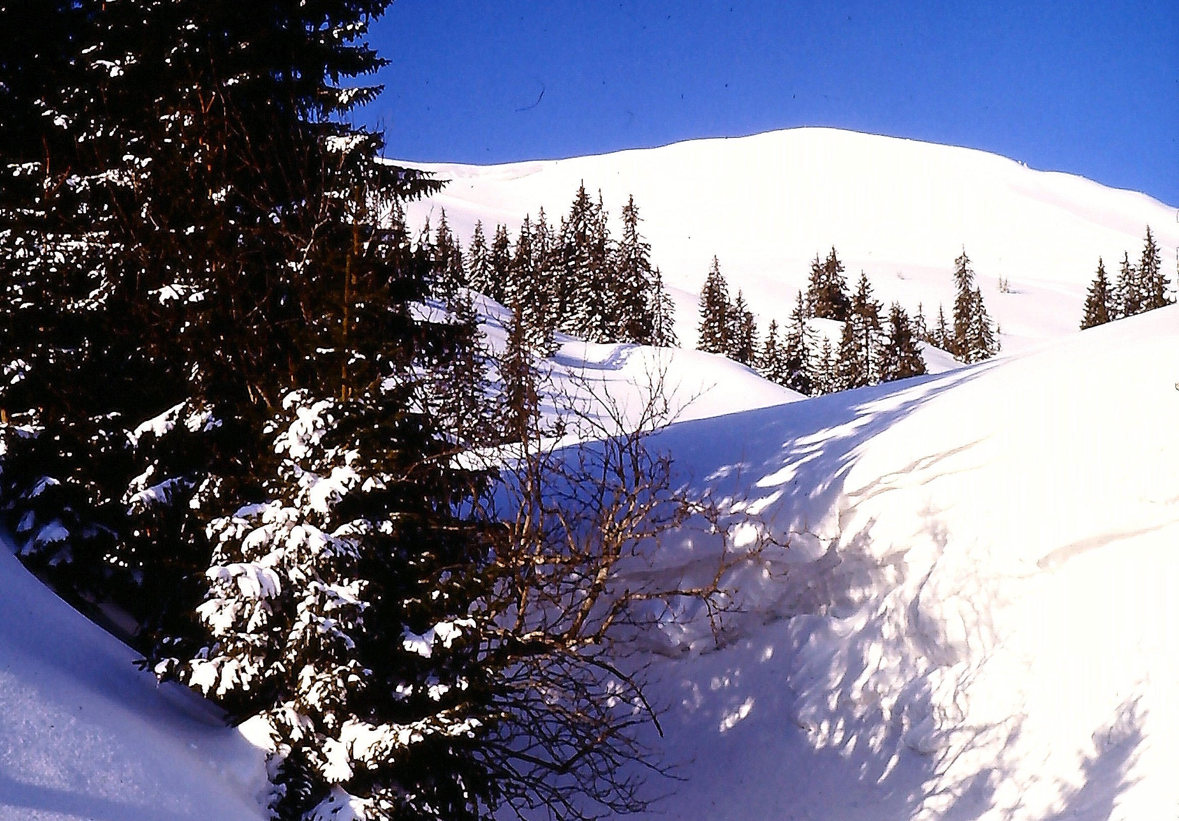 Blick auf den Blaicher